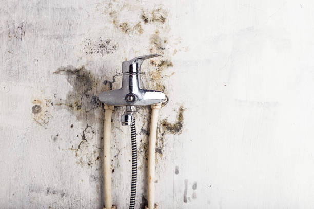 Best Commercial Mold Removal  in Denmark, WI