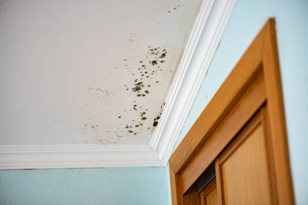Best Mold Damage Repair  in Denmark, WI