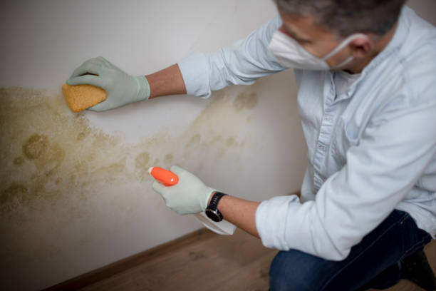Best Mold Testing  in Denmark, WI